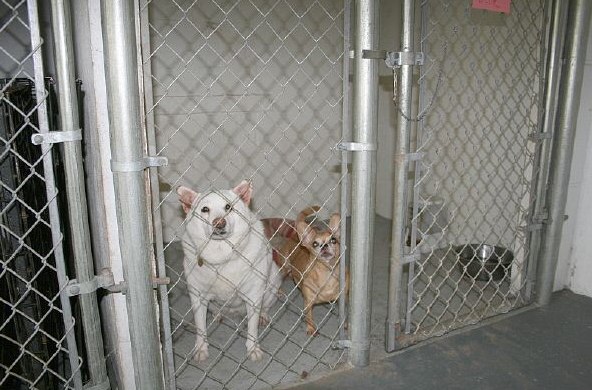 Two runs are covered on top, inside and outside, for containing dogs that can climb out.