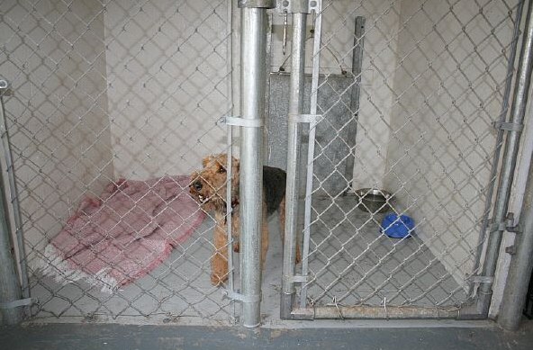 A guest relaxing in an indoor run with bedding.