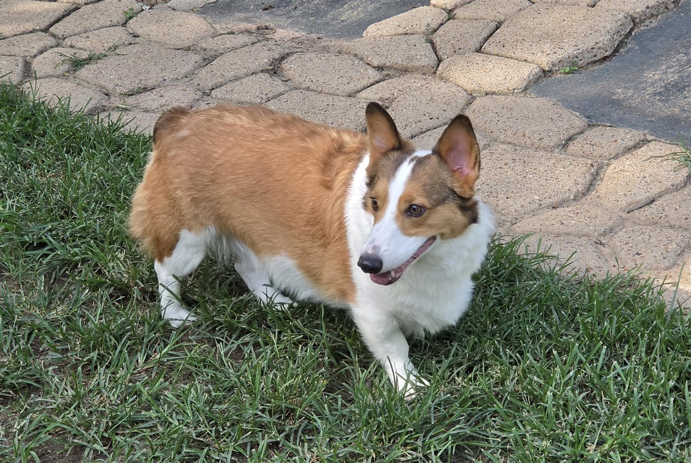 A corgi guest out for a stroll on the garden path.