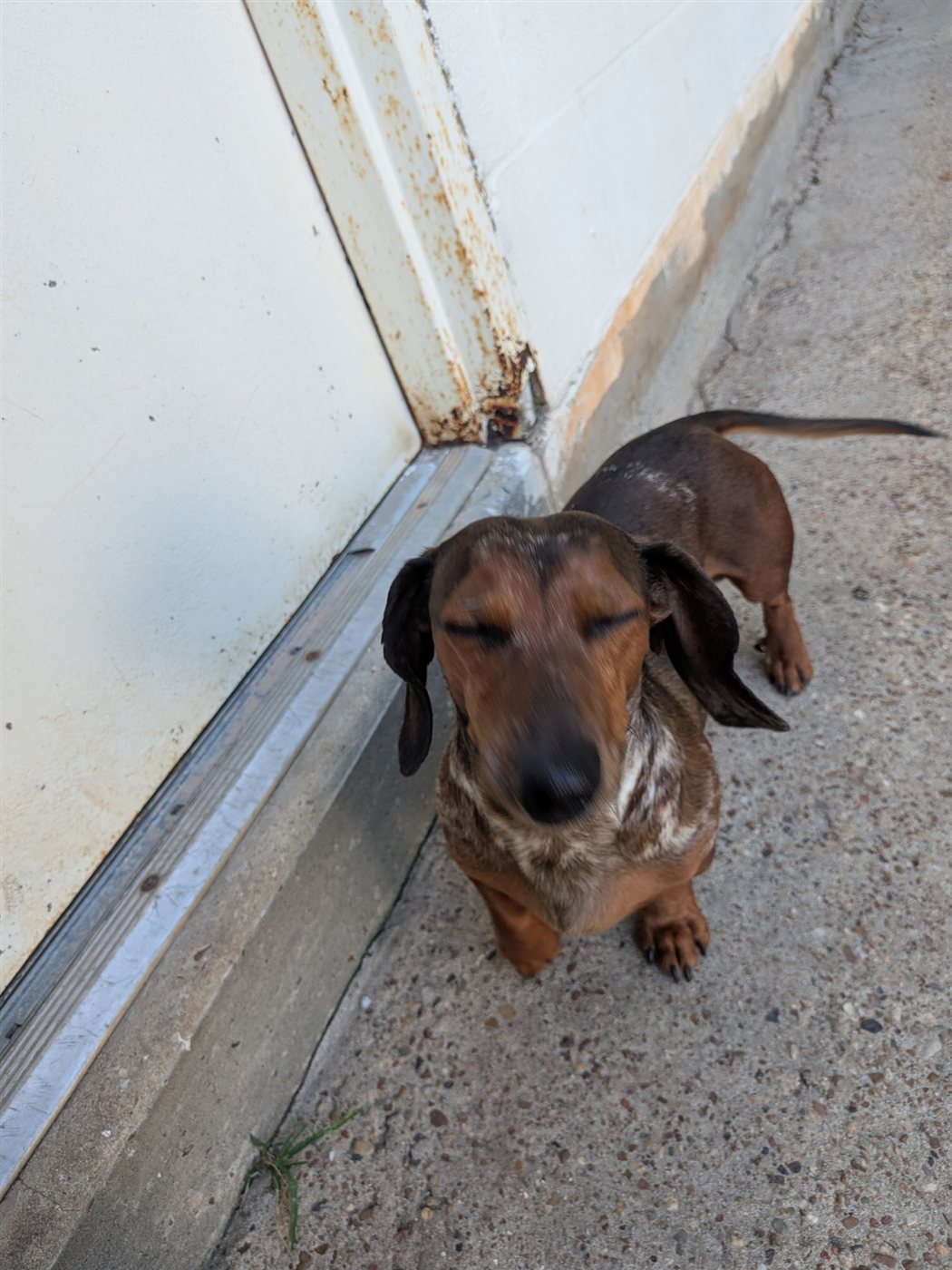 A dachshund guest soaking up the morning sun.
