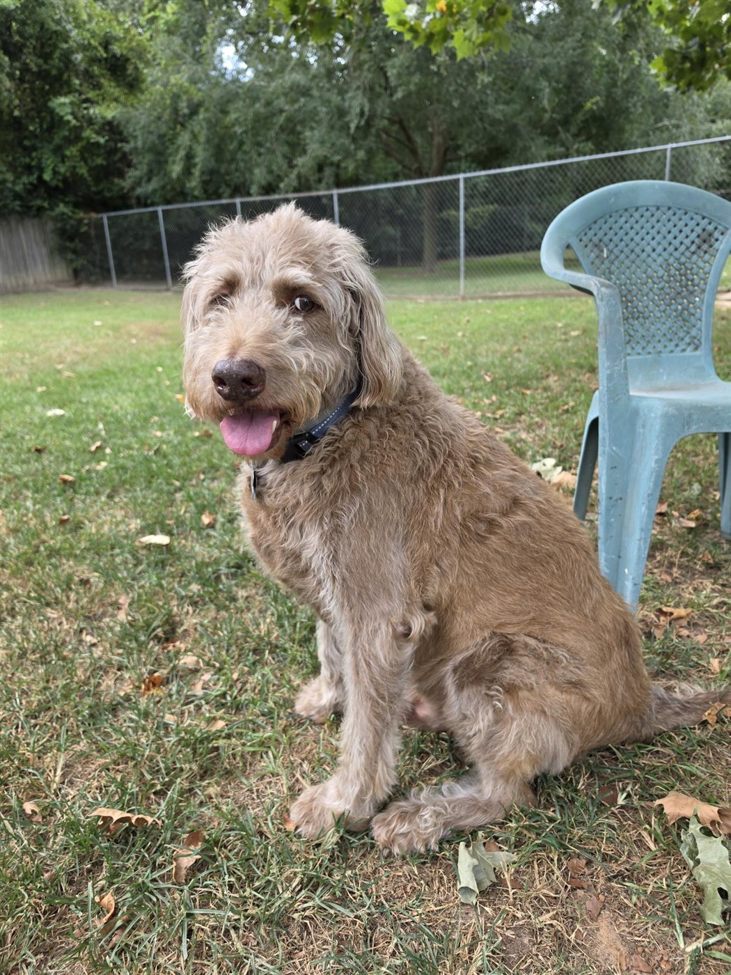 A doodle guest sitting in the shady play yard.