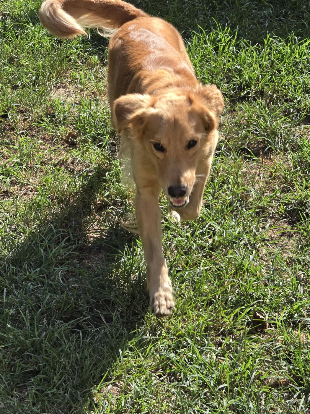 A golden retriever guest bounding across the play yard.