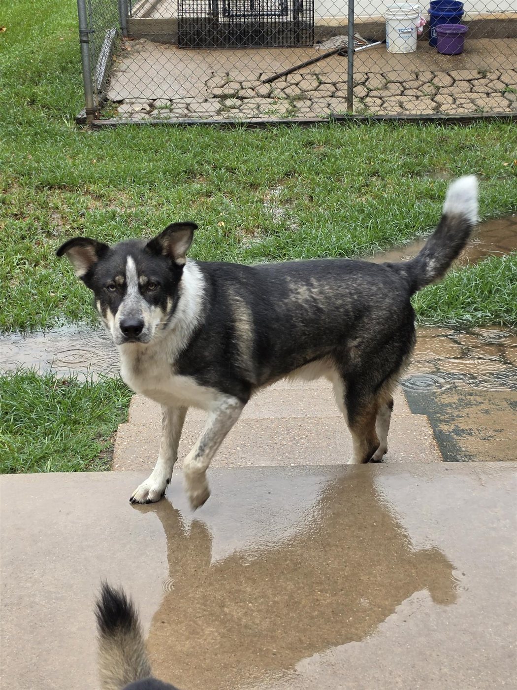 A husky-mix guest exploring the yard after a summer rain.