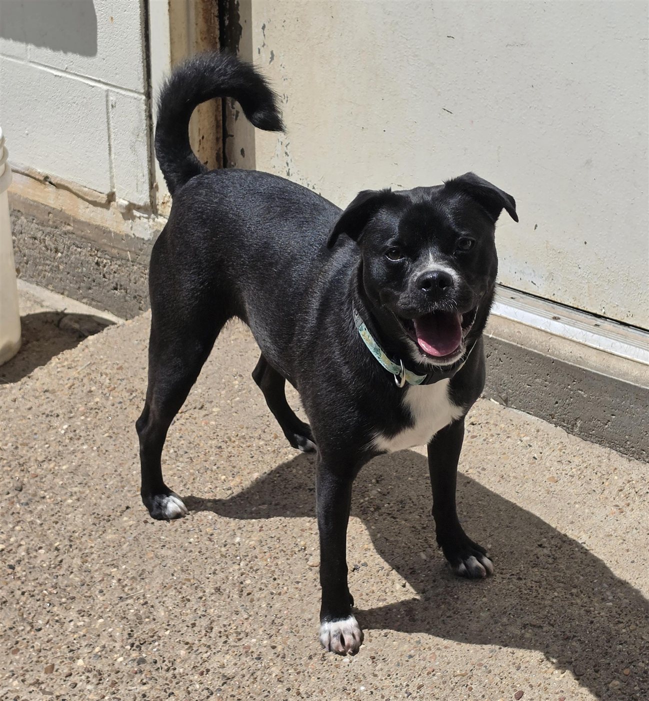 A happy black pug-mix guest smiling for the camera.